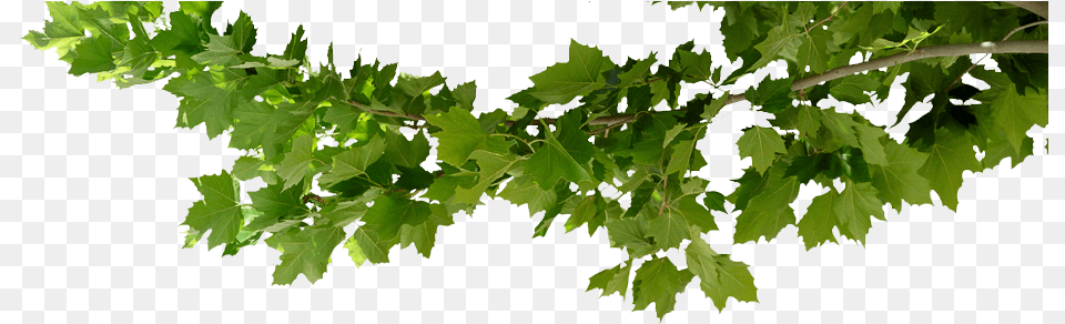 Tree Branch Tree Branch Transparent, Leaf, Oak, Plant, Sycamore Free Png