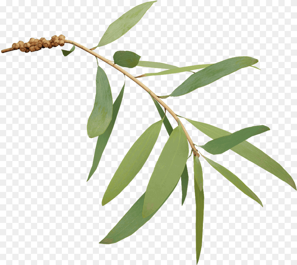 Tree Branch With Leaves, Leaf, Plant, Flower, Grass Png