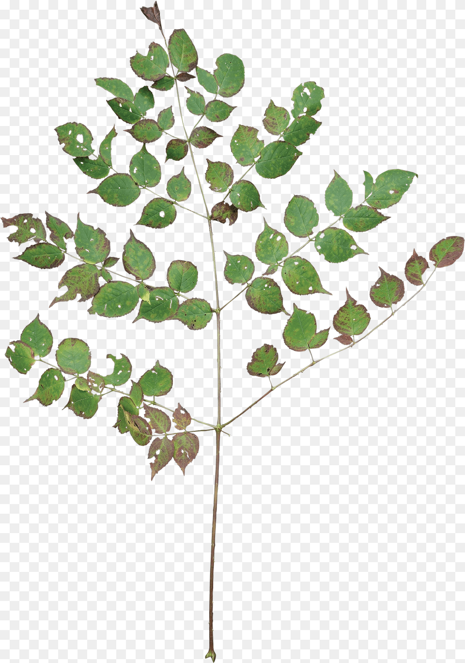 Tree Branch With Leaves, Leaf, Plant Free Png Download