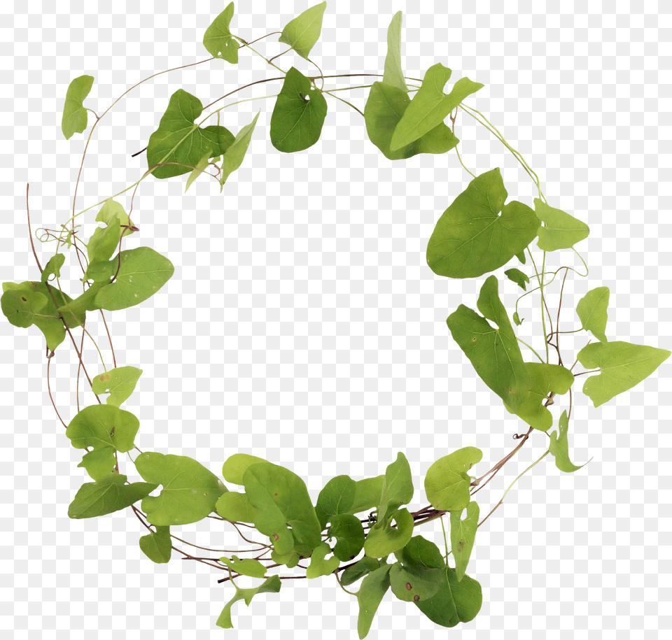 Tree Branch With Leaves Clipart Clip Art Library Library Of Leaves Circle, Leaf, Plant, Vine Free Png Download