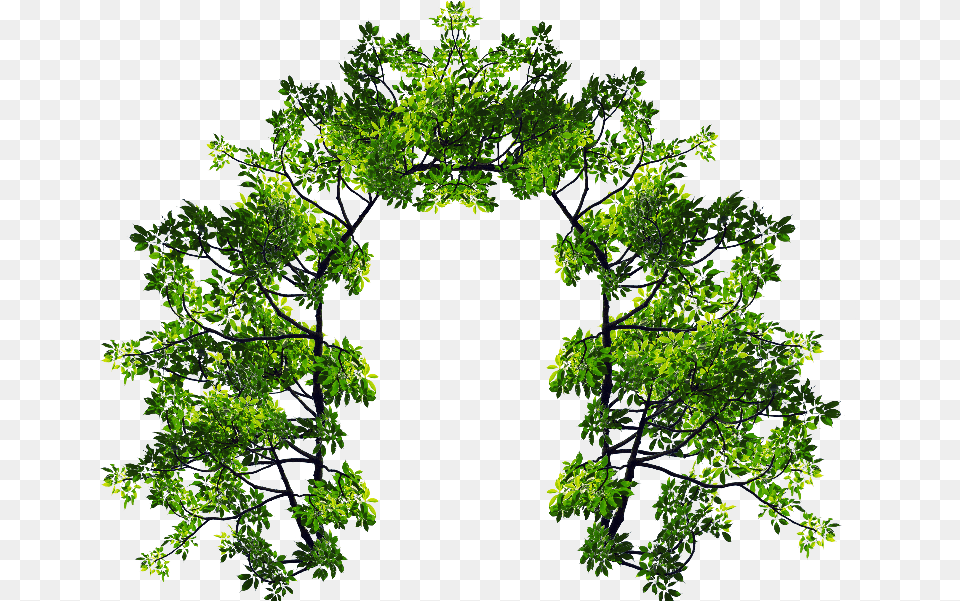 Tree Branch With Leaves You The Night And The, Oak, Green, Leaf, Sycamore Free Png Download