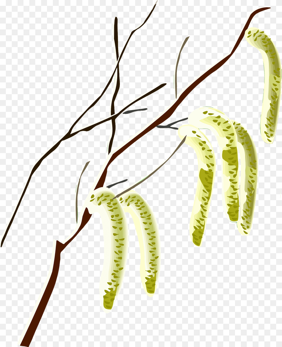 Tree Branch With Willows Clipart, Plant, Pollen, Bow, Leaf Free Png Download