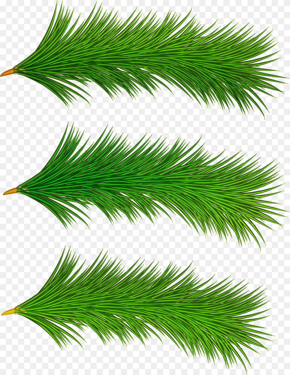 Tree Branches Free Png