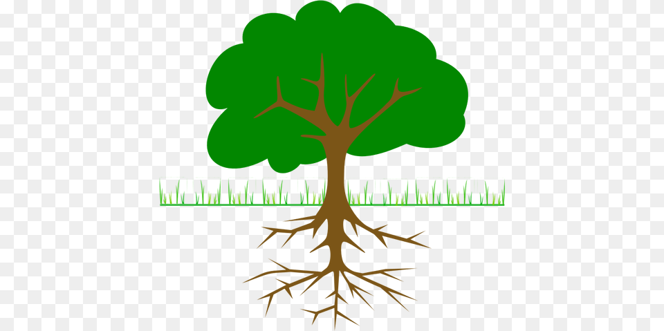 Tree Branches And Root Vector Drawing, Plant, Vegetation Free Transparent Png