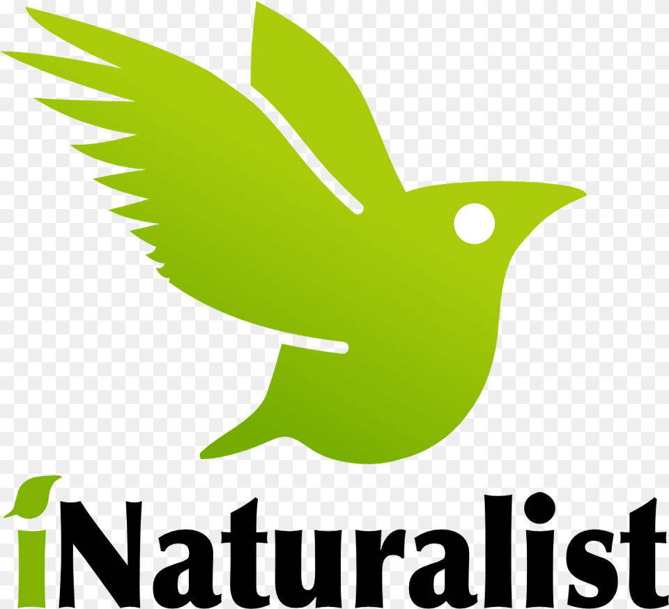 Tree Branches Falling Inaturalist Logo, Green, Leaf, Plant, Animal Free Png Download