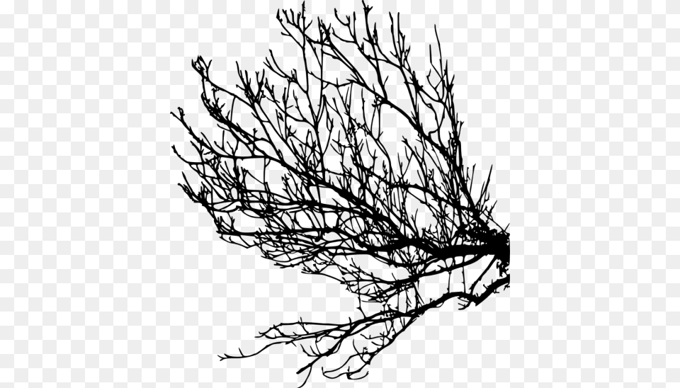 Tree Branches Silhouette, Plant, Conifer, Leaf, Seaweed Png