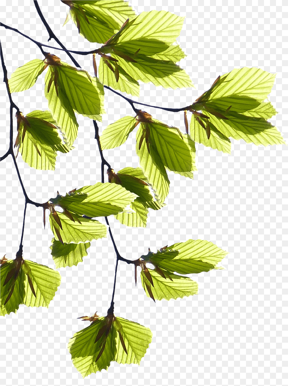 Tree Branches With Leaves, Leaf, Plant, Vegetation Png