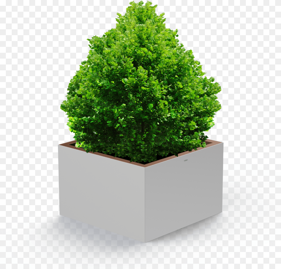 Tree Bush, Conifer, Jar, Plant, Planter Free Transparent Png