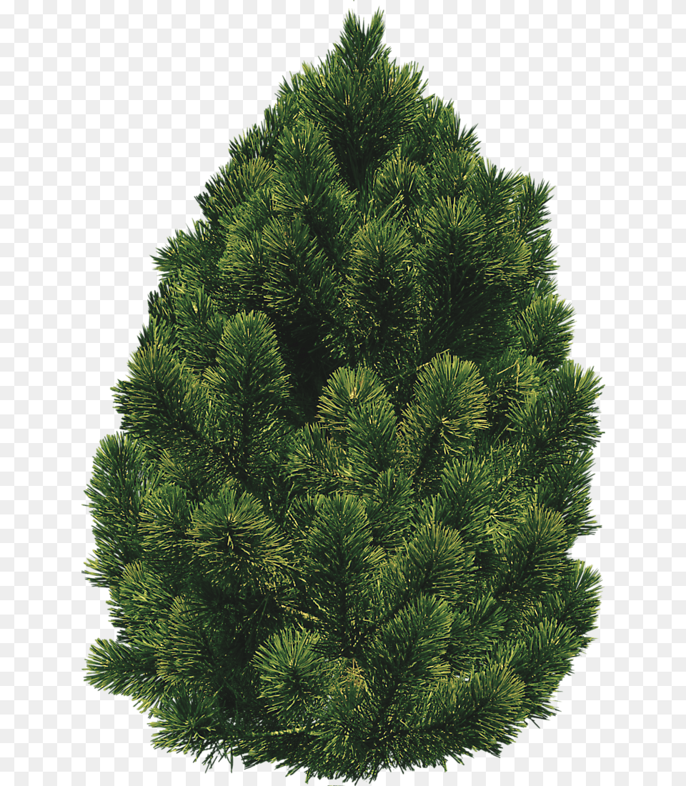 Tree Bush Pinon Pine Transparent, Fir, Plant, Vegetation, Conifer Free Png