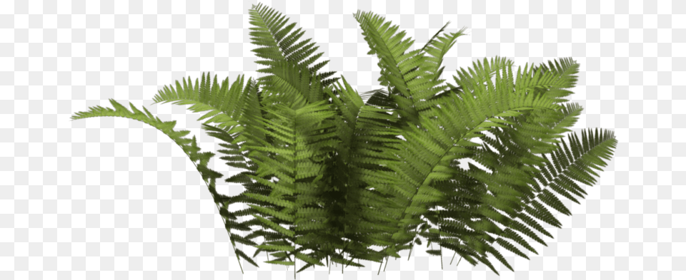 Tree Bush Plant, Fern Png Image