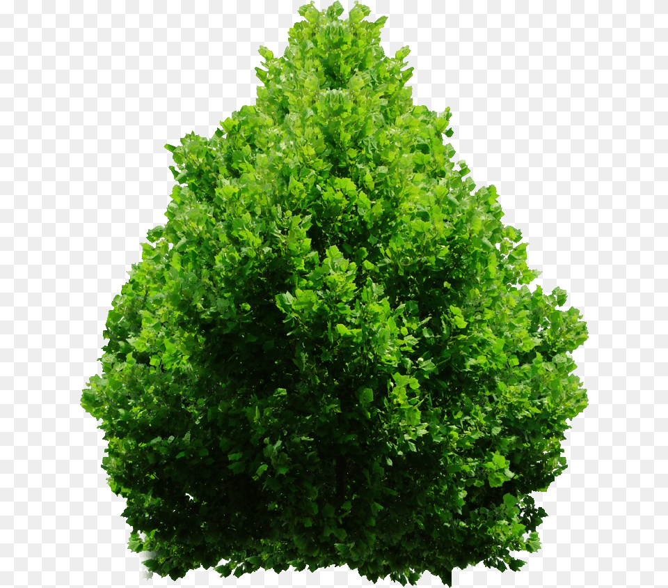 Tree Bush Shrub, Green, Oak, Plant, Sycamore Png Image