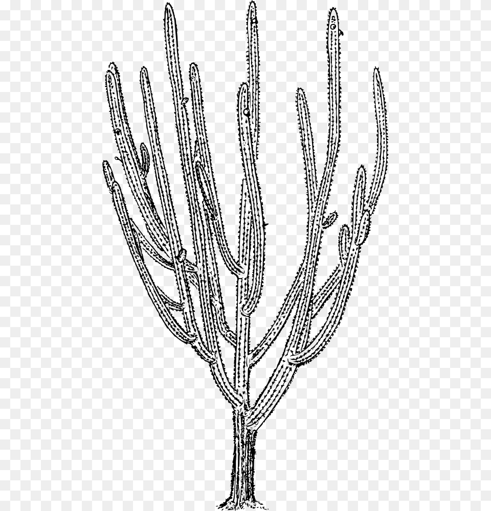 Tree Cactus Black And White Clear Background Cactus, Gray Free Png