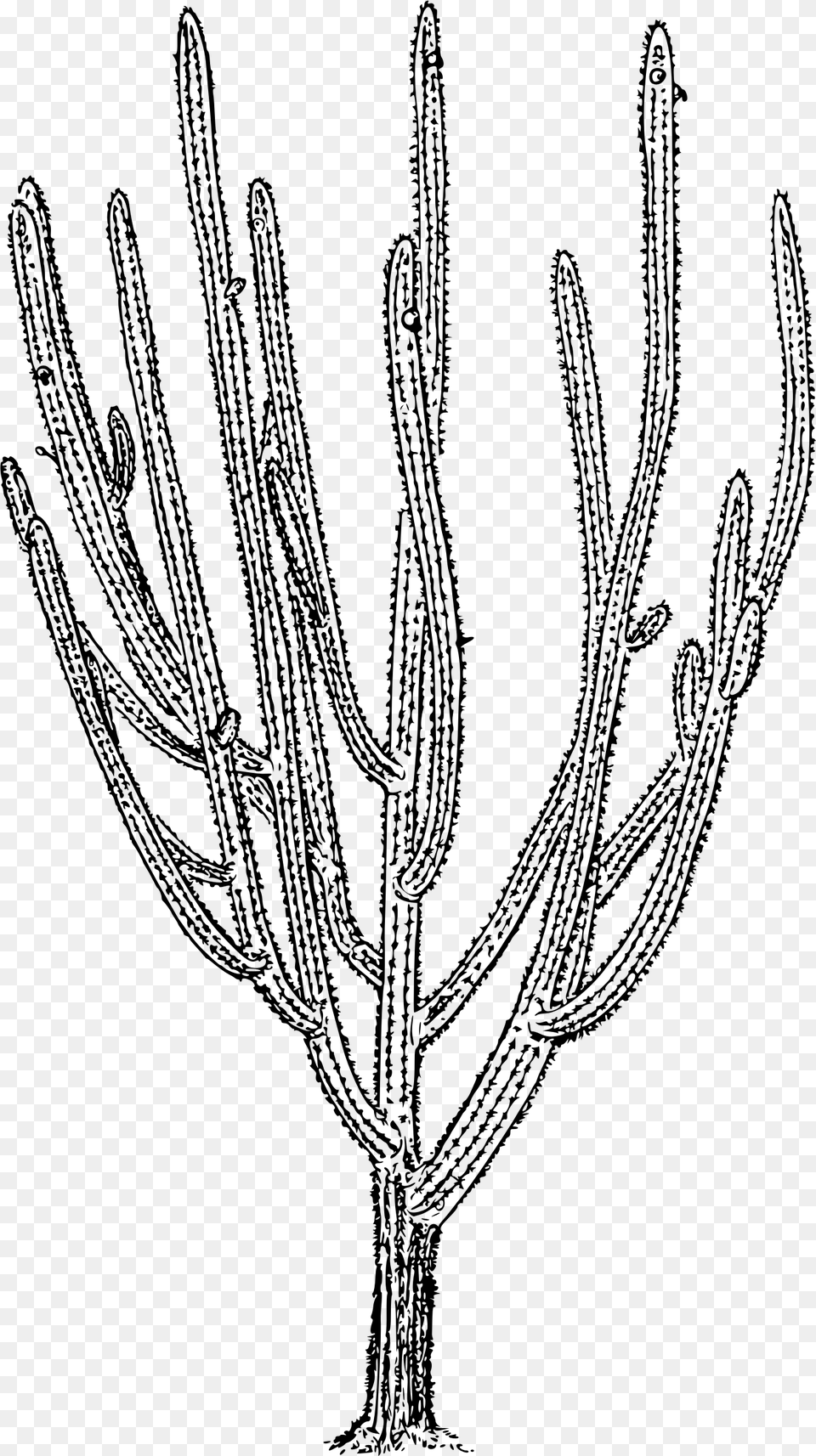 Tree Cactus Clip Arts Cactus, Gray Free Png Download