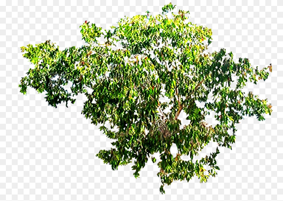 Tree Canopy 2 Image Flower Branches Top, Plant, Vegetation, Willow, Leaf Png