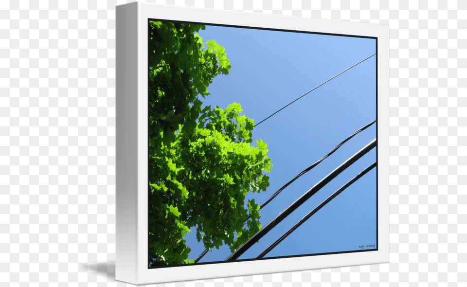 Tree Canopy And Wire Diagonal Flat Panel Display, Plant, Leaf, Sky, Nature Free Transparent Png