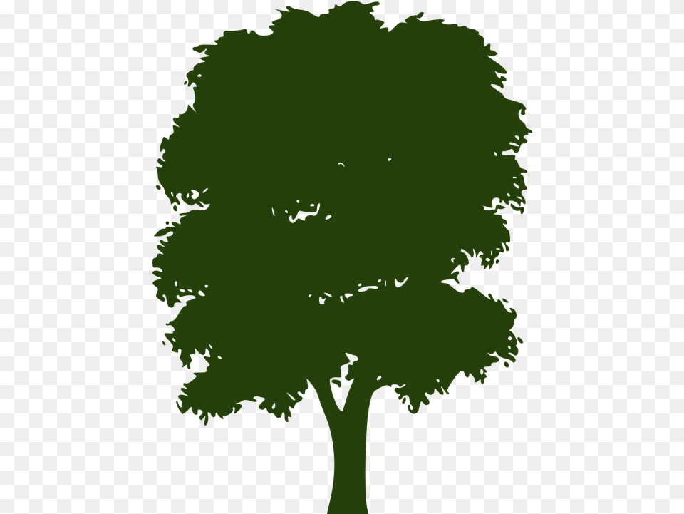 Tree Canopy Foliage Silhouette Tree Vector, Plant, Green, Person, Oak Png