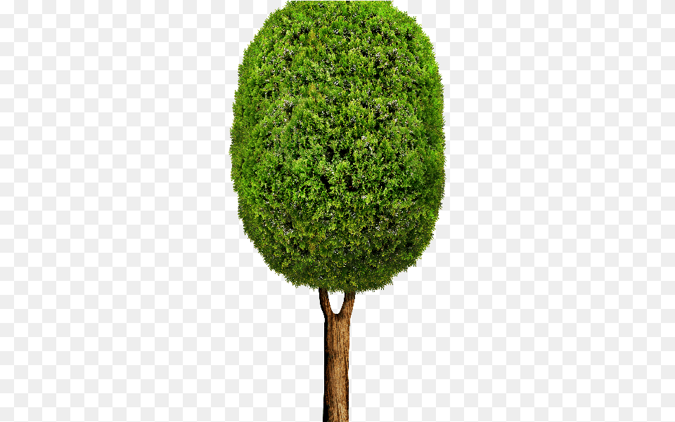 Tree Cartoon 10 Tree, Conifer, Moss, Plant, Tree Trunk Free Transparent Png