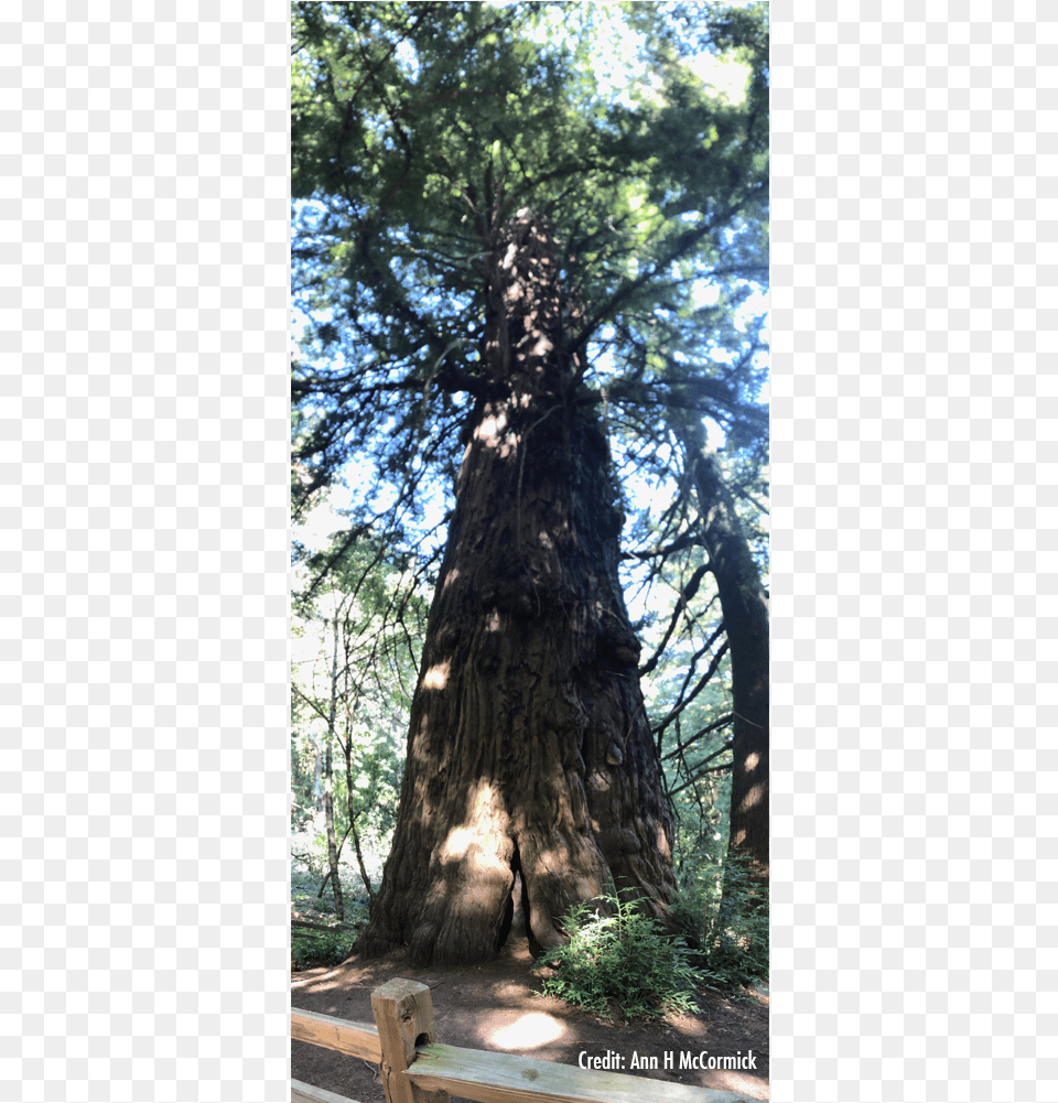 Tree Cave In The Trunk Redwood, Plant, Tree Trunk, Vegetation, Land Free Transparent Png