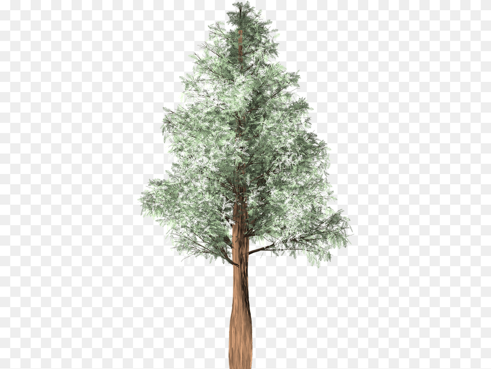 Tree Chilean Cedar Isolated Tree, Tree Trunk, Plant, Conifer, Fir Png