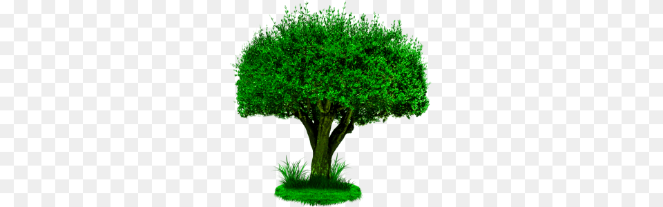 Tree Chteau De Saumur, Plant, Vegetation, Conifer, Green Png
