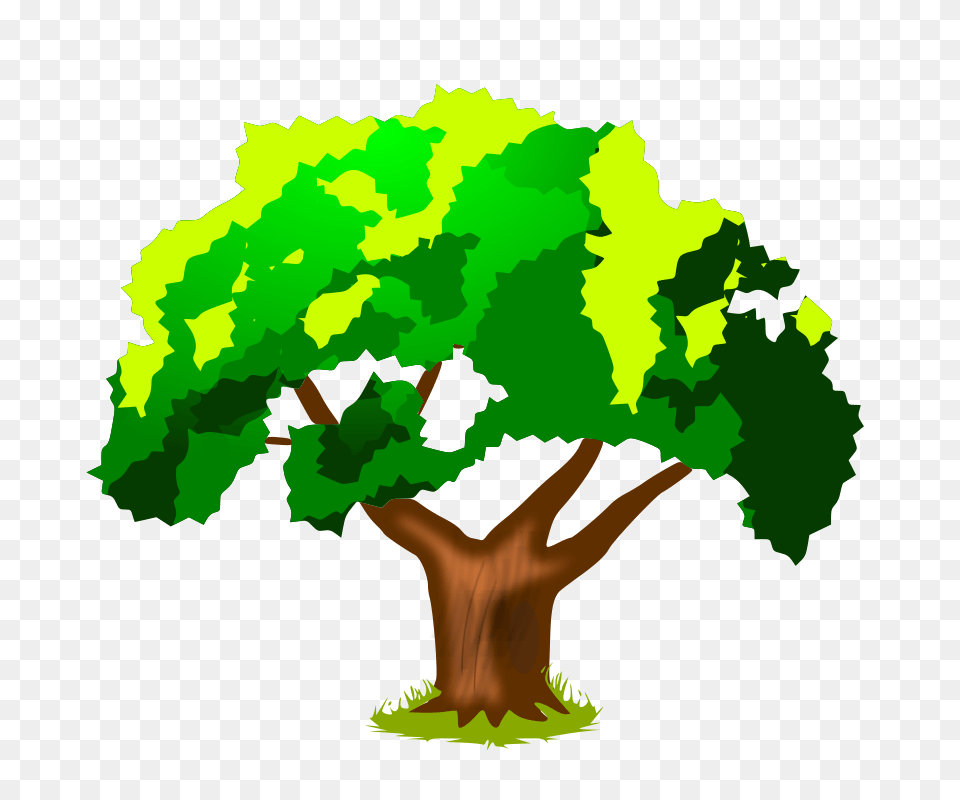 Tree Classification, Green, Plant, Vegetation, Potted Plant Free Transparent Png