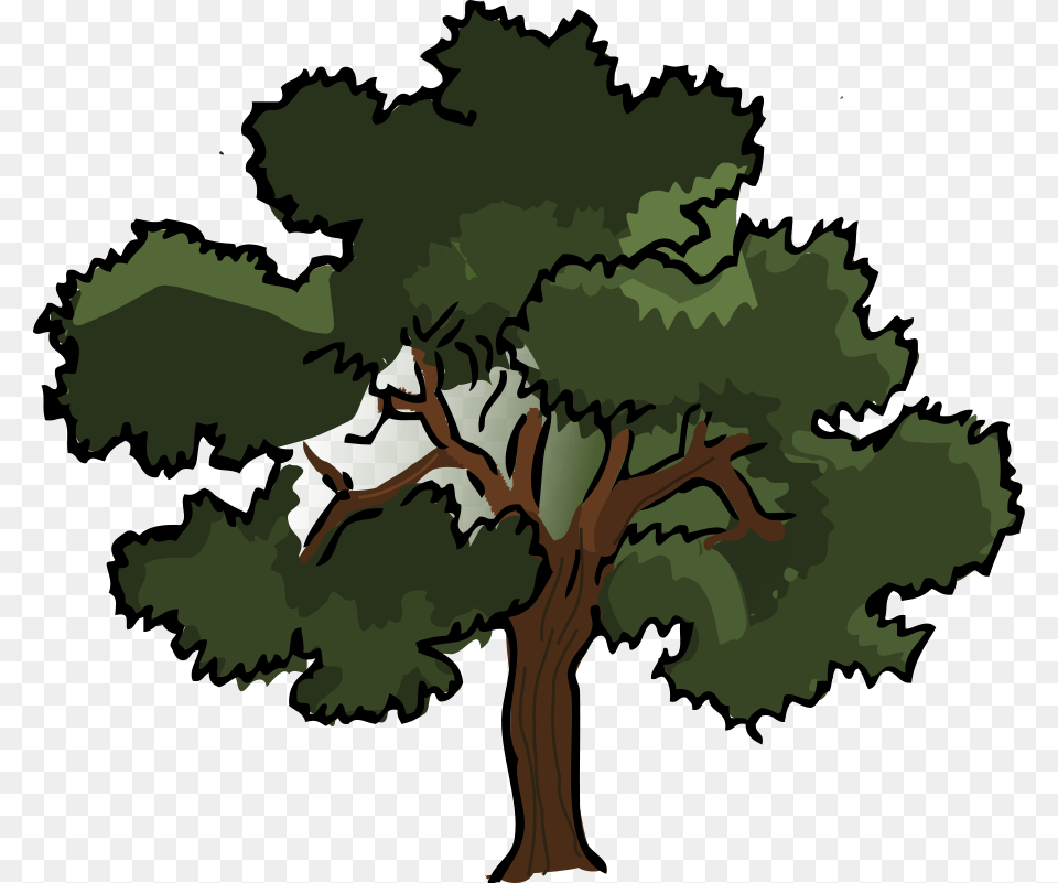 Tree Clip Art, Oak, Plant, Sycamore, Vegetation Png