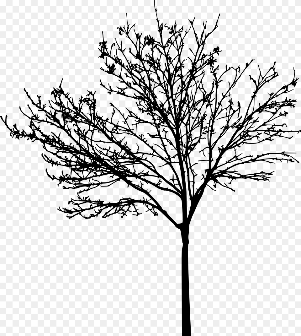 Tree Clip Art Bare Tree Clipart, Plant, Silhouette, Drawing Png