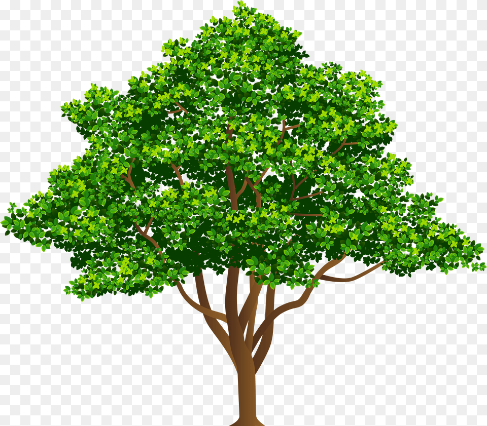 Tree Clip Art Image Drawing Of A Yew Tree Free Transparent Png