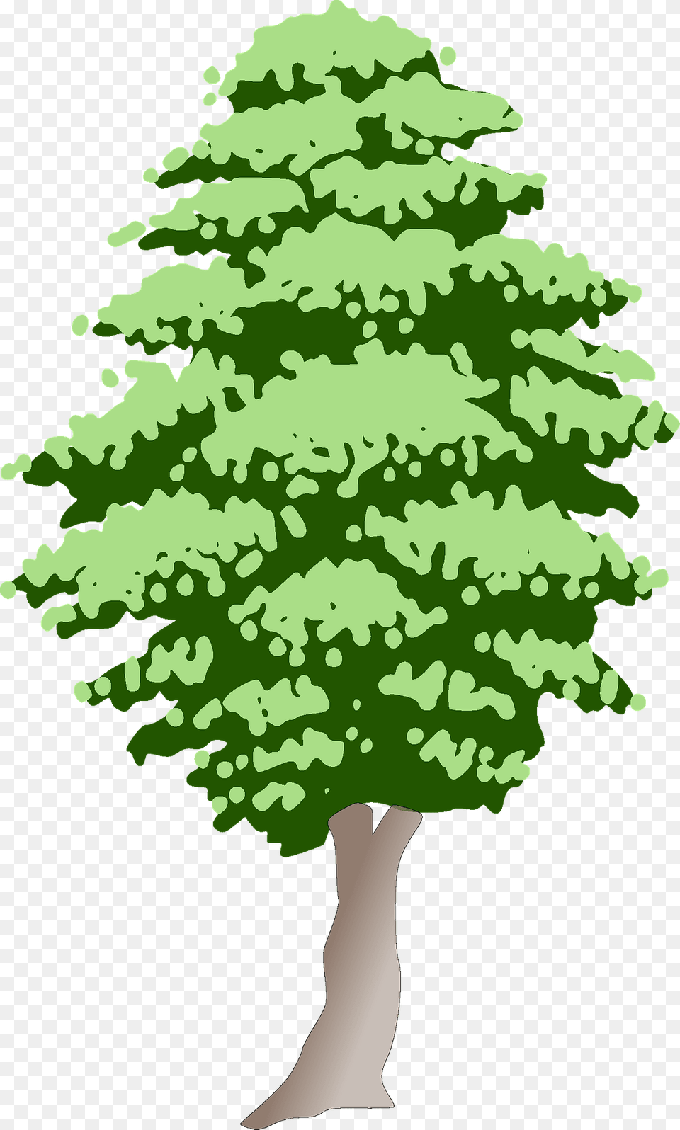 Tree Clipart, Conifer, Oak, Plant, Sycamore Free Png