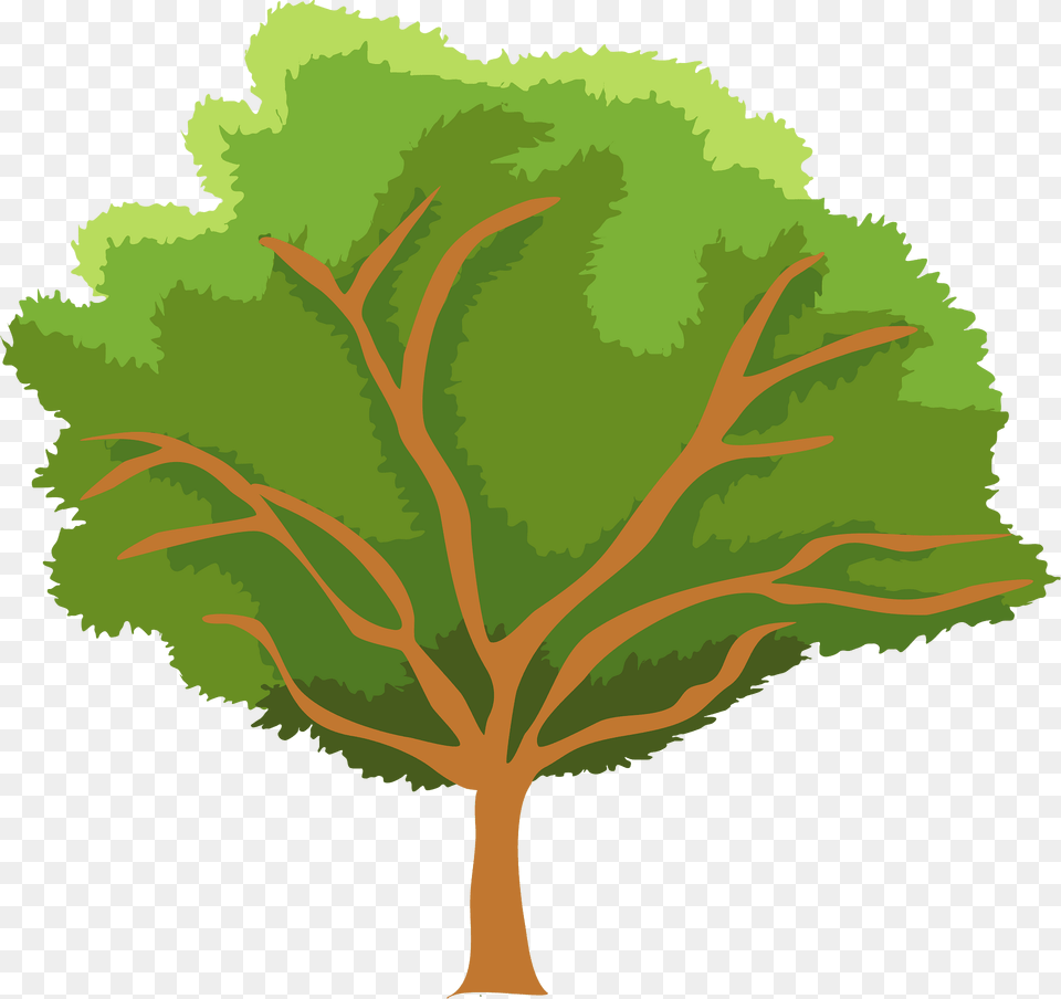 Tree Clipart, Oak, Plant, Sycamore, Vegetation Free Png Download