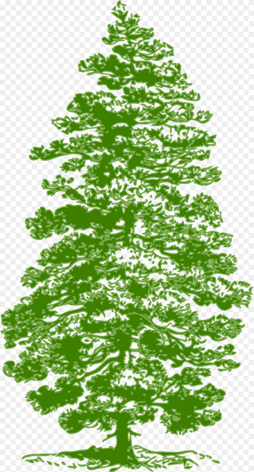 Tree Clipart, Fir, Green, Pine, Plant Png