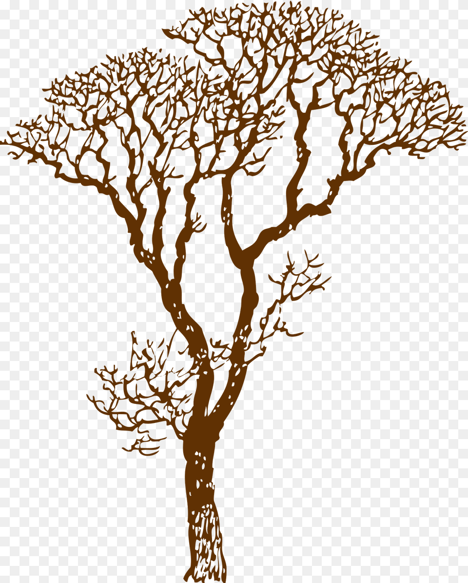 Tree Clipart, Plant, Art, Oak, Sycamore Free Png Download