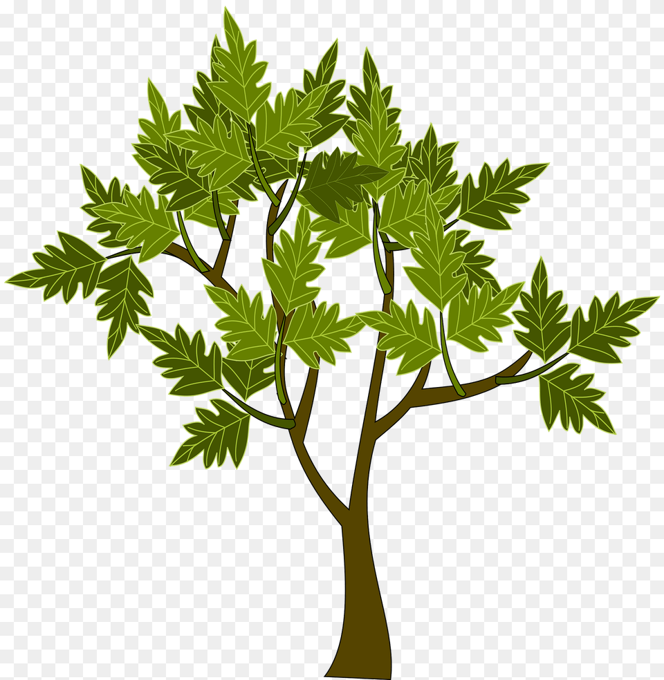 Tree Clipart, Green, Oak, Plant, Sycamore Free Png Download