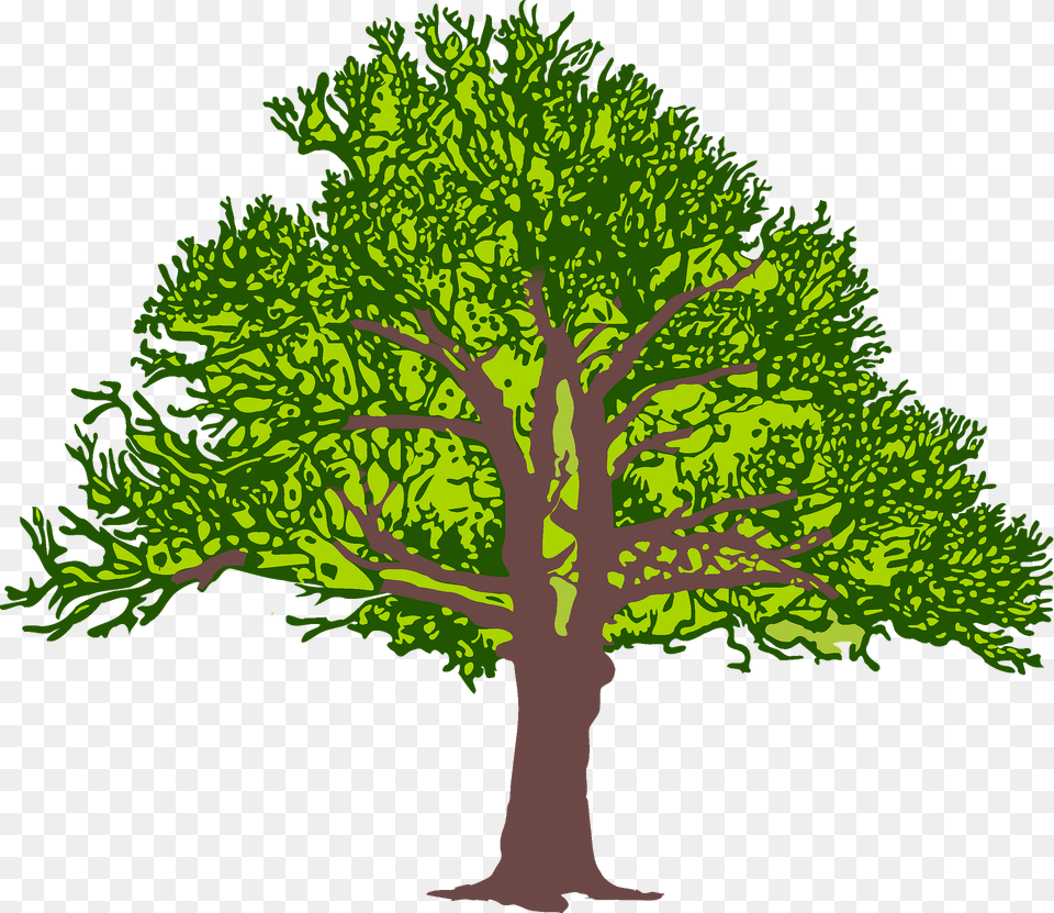 Tree Clipart, Oak, Plant, Sycamore, Vegetation Free Png Download