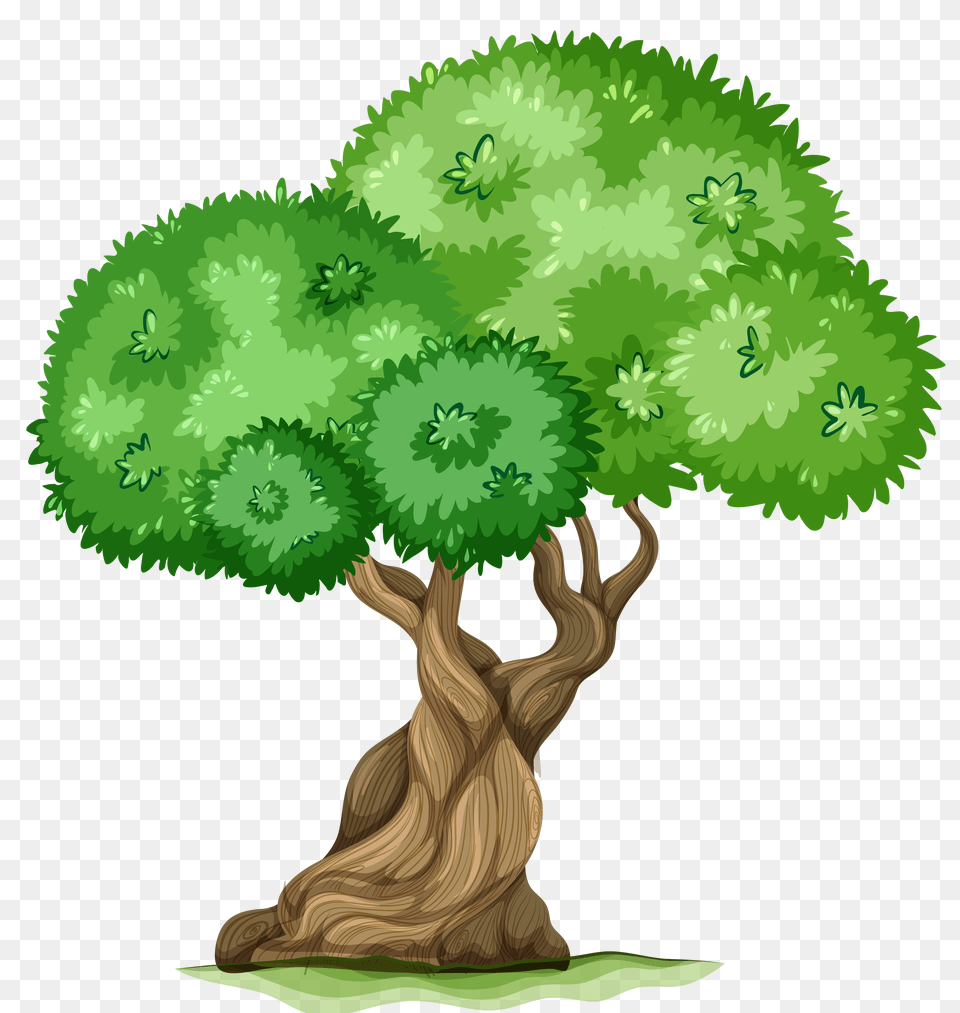 Tree Clipart, Plant, Tree Trunk, Conifer, Potted Plant Png