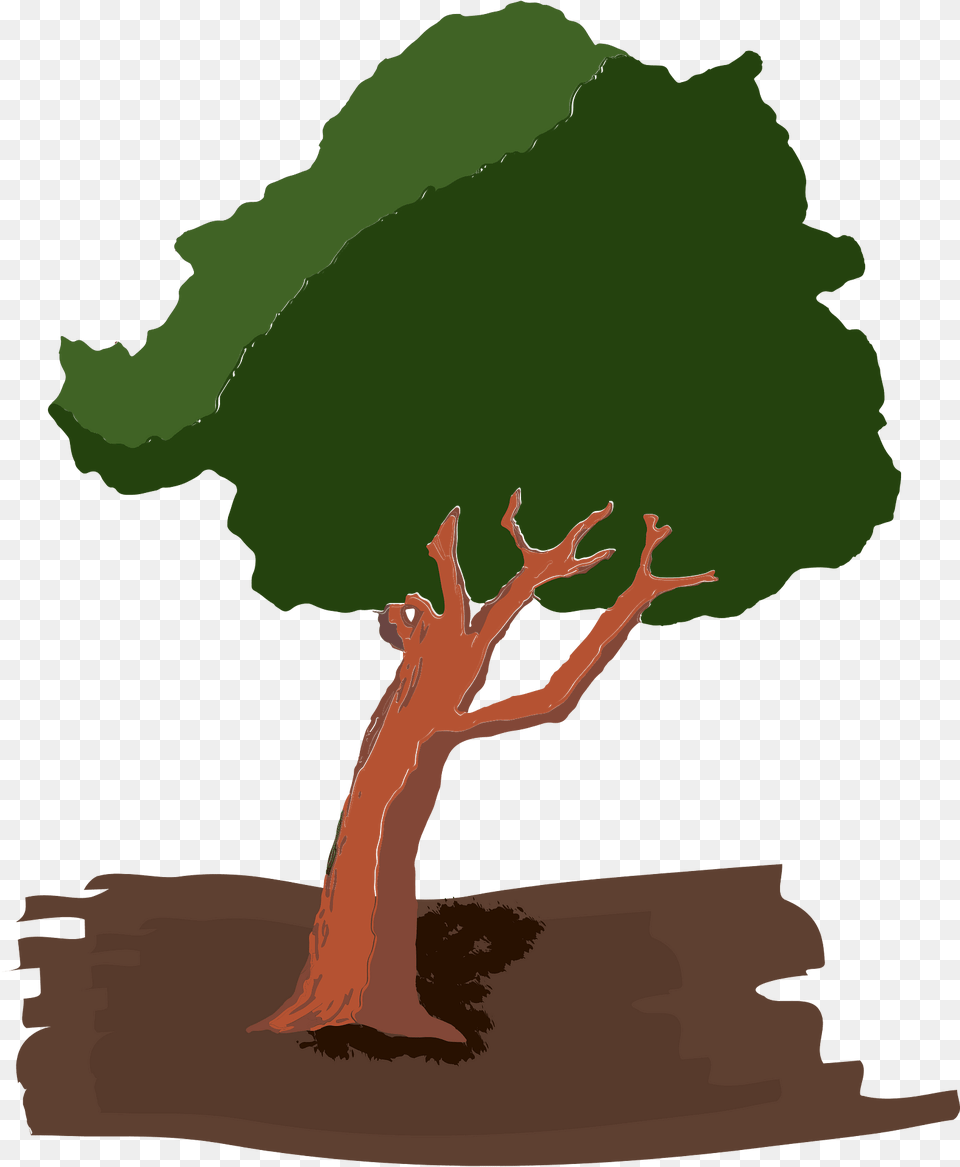 Tree Clipart, Plant, Person, Rainforest, Vegetation Png Image