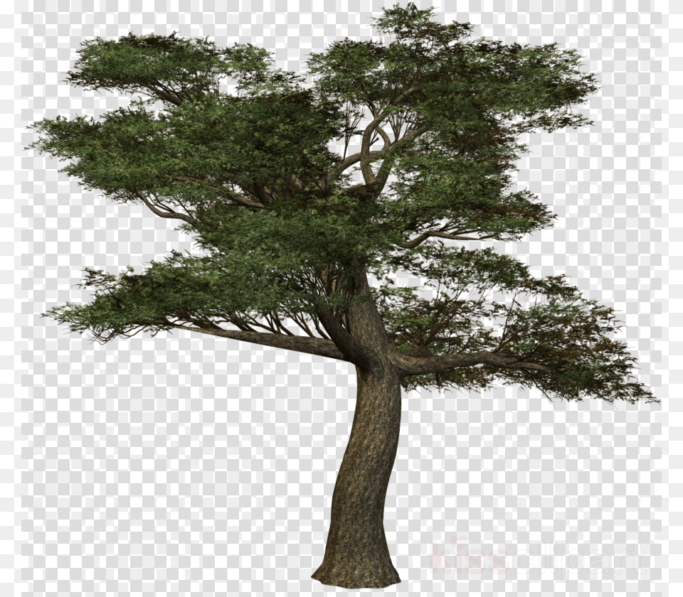 Tree Clipart Branch Tree Pine Tree, Plant, Tree Trunk, Potted Plant Free Png