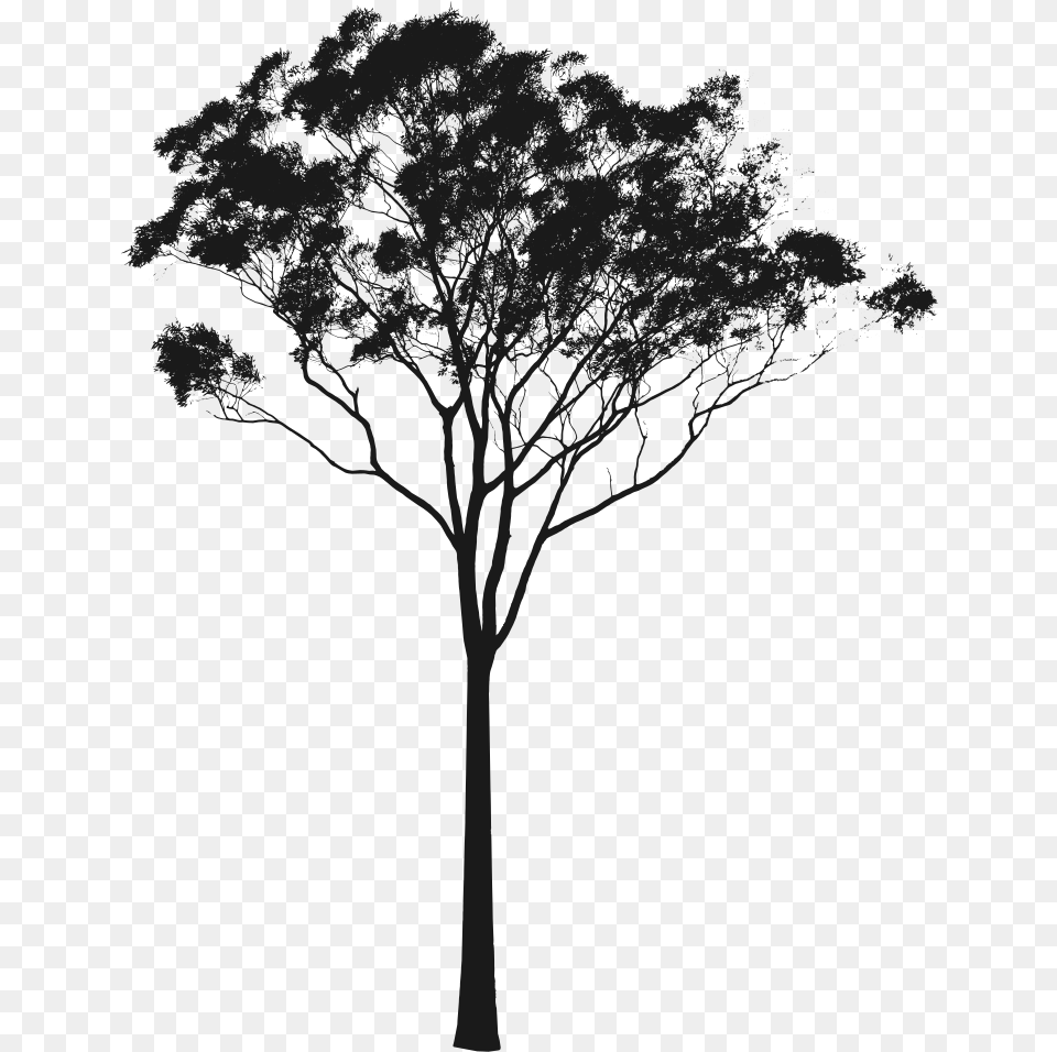 Tree Clipart Cross Section Gum Tree Silhouette, Art, Plant, Drawing Png Image