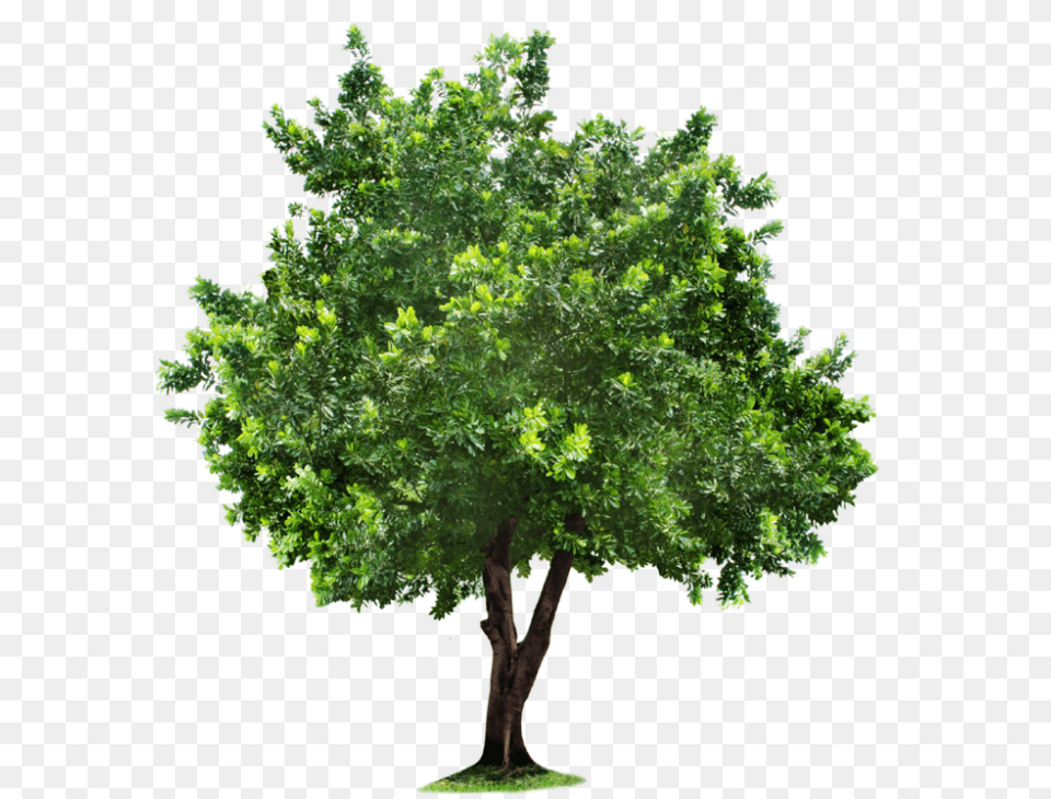 Tree Clipart For Designing Projects Apple Tree, Oak, Plant, Sycamore, Vegetation Png