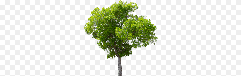 Tree Clipart High Resolution Picture Transparent Background Tree, Oak, Plant, Sycamore, Tree Trunk Png