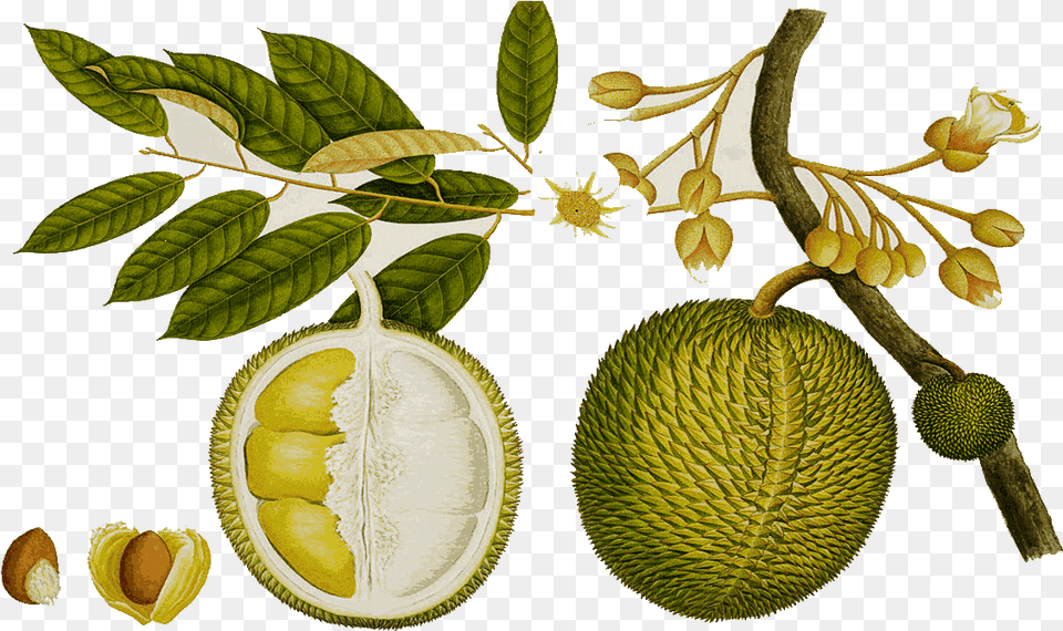 Tree Clipart Jack Fruit Durian Drawing, Food, Plant, Produce, Annonaceae Free Transparent Png