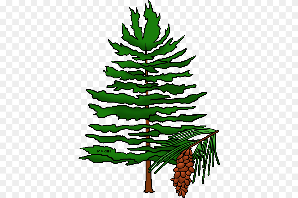 Tree Clipart North Carolina Maine Tree Maine State Tree, Conifer, Fir, Pine, Plant Png