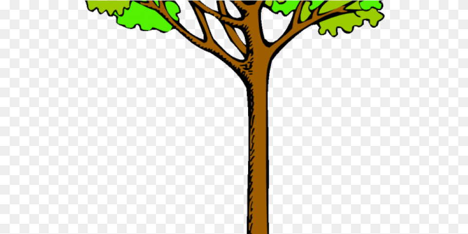 Tree Clipart Rainforest Cartoon Kauri Tree Tall Tree Clipart, Plant, Tree Trunk, Oak, Sycamore Free Png Download