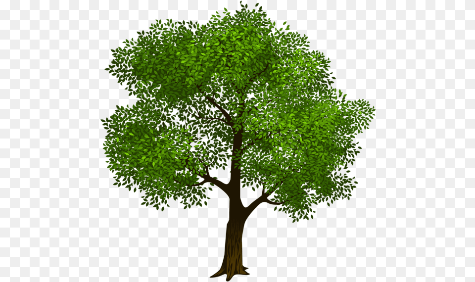 Tree Clipart Realistic Family Tree Clipart, Green, Vegetation, Sycamore, Plant Free Png