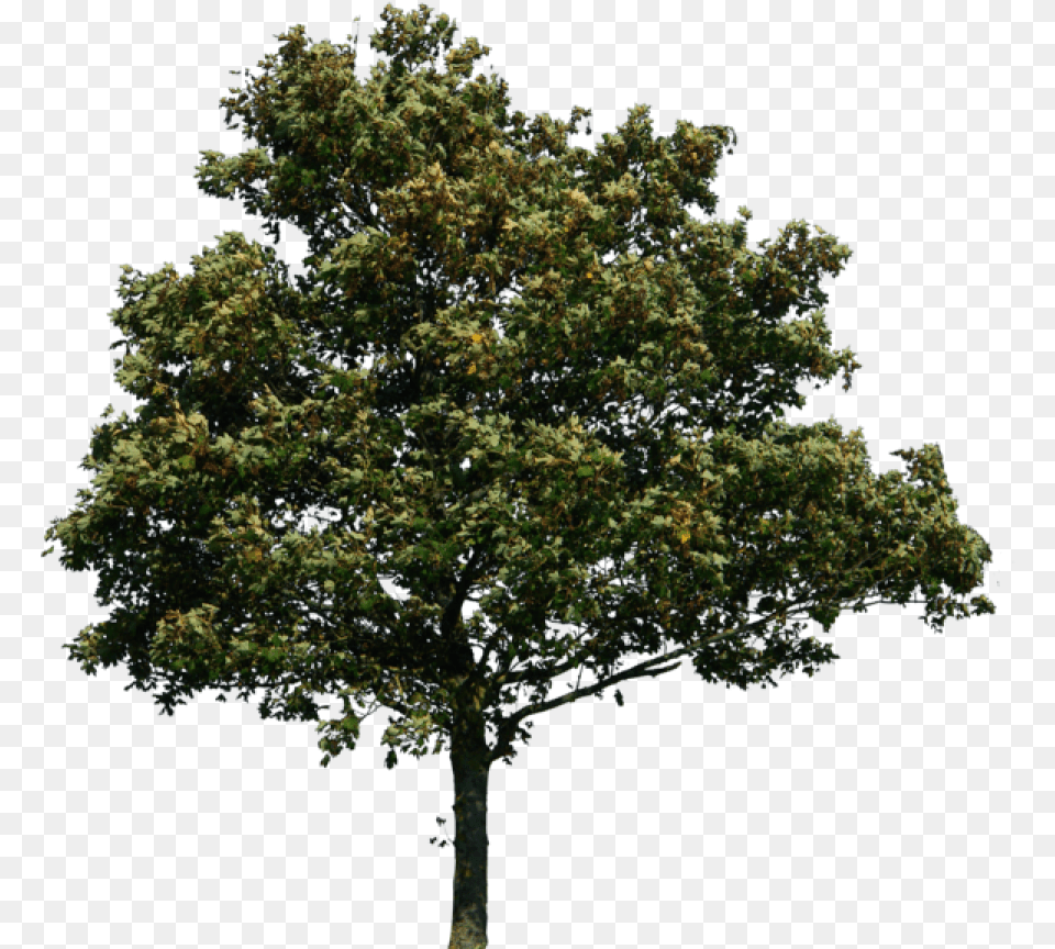 Tree Clipart Realistic Vector Tree Photoshop, Oak, Plant, Sycamore, Tree Trunk Png