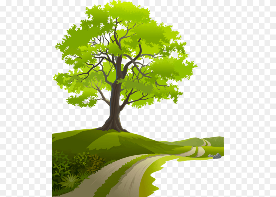 Tree Clipart Spring Tree Nature Vector, Sycamore, Plant, Tree Trunk, Oak Png Image