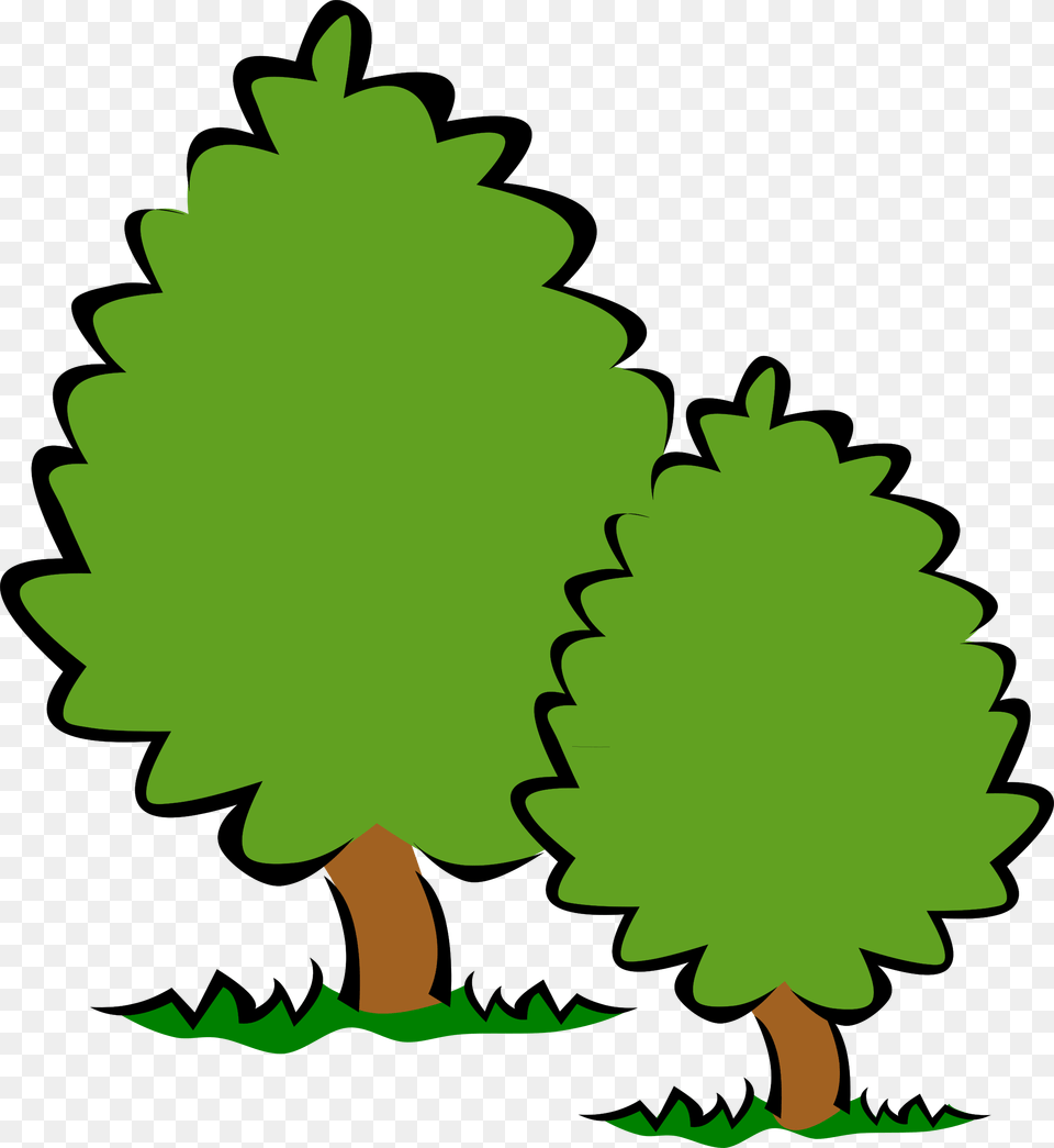 Tree Clipart Background, Conifer, Green, Plant, Leaf Free Transparent Png