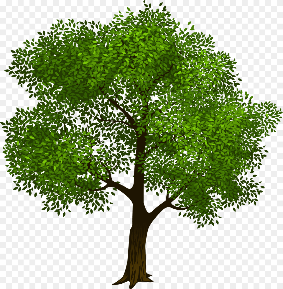 Tree Clipart Trees Vector Clip Art Tree Photo Graphics Tree With Transparent Background, Baseball Cap, Cap, Clothing, Hat Png Image