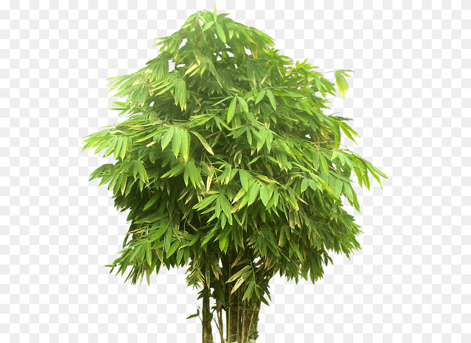 Tree Close Up, Leaf, Plant Png Image
