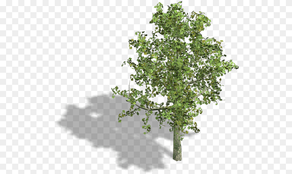 Tree Collection Bleedu0027s Game Art Opengameartorg Axonometric Tree, Oak, Plant, Sycamore, Tree Trunk Png Image